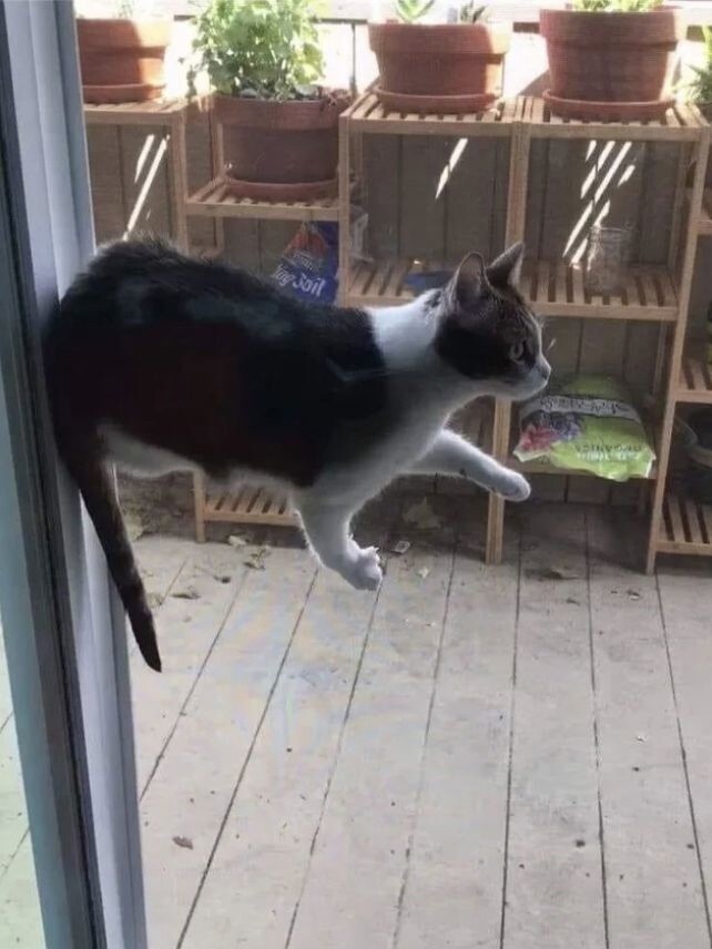 Кот который ходит по воздуху