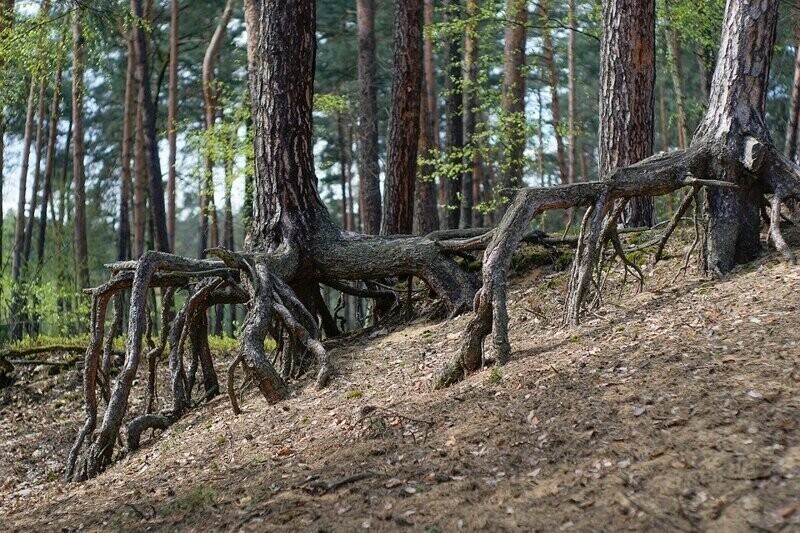 Среди деревьев самая большая суммарная длина корневой системы, которую удалось измерить, оказалась у столетней обыкновенной сосны и равна она была 50 километрам