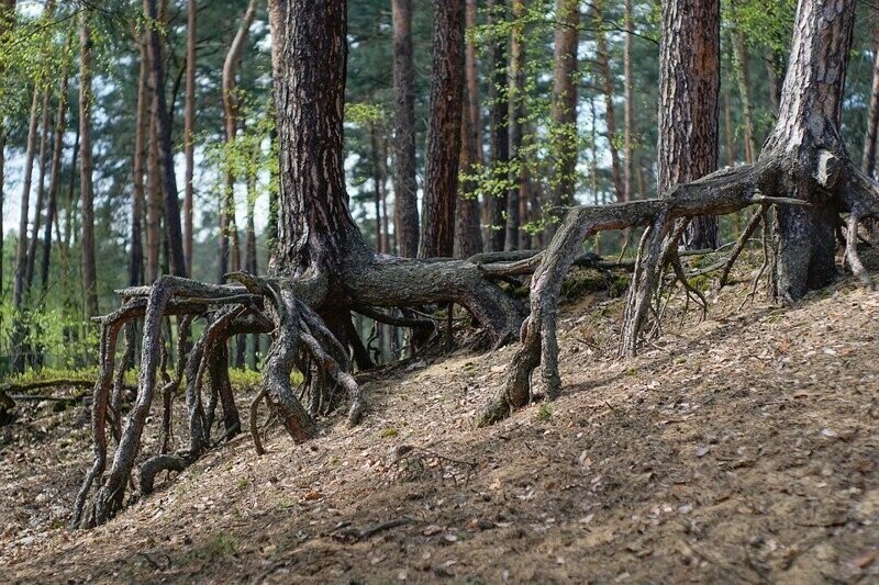 Корневая система сосны обыкновенной фото