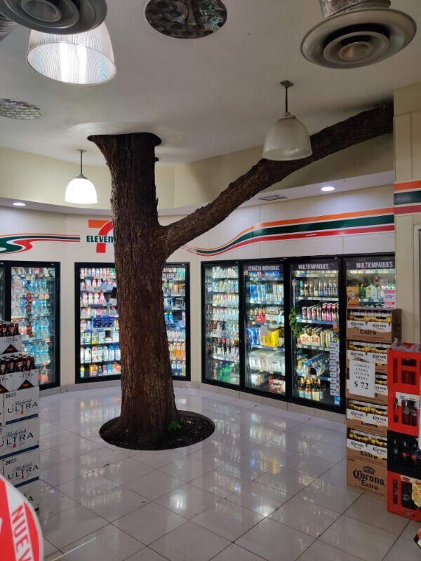 Дерево растет прямо в супермаркете