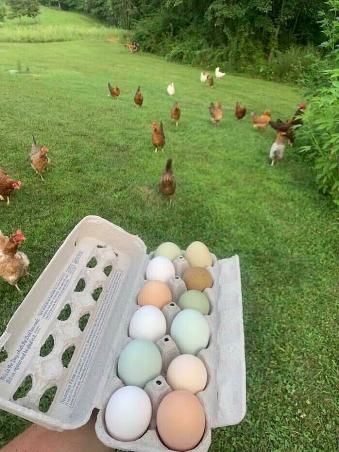 "Мои курицы несут яйца разных цветов"