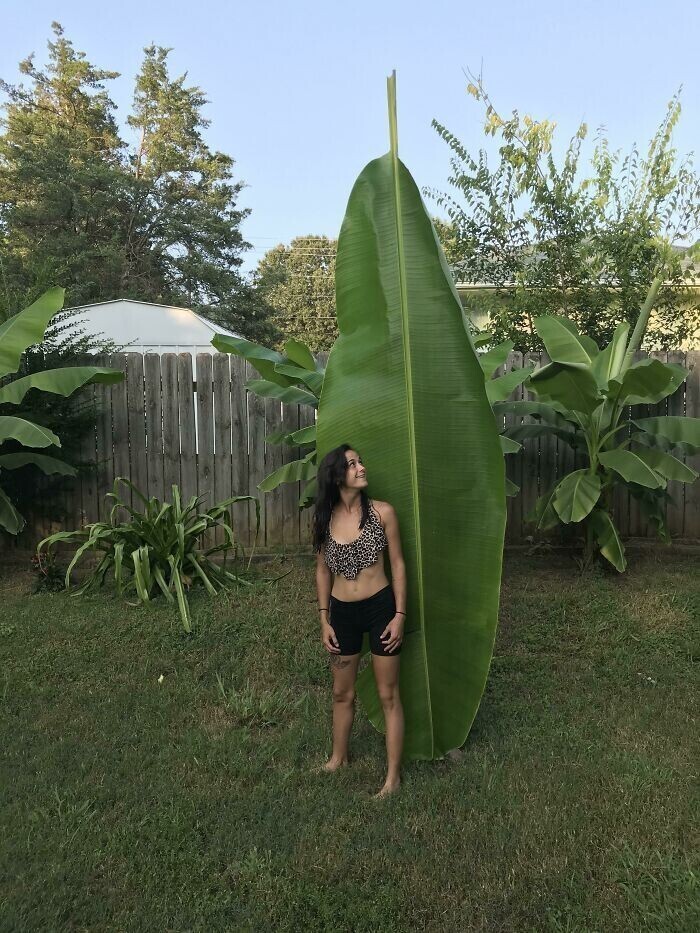 Лист-гигант