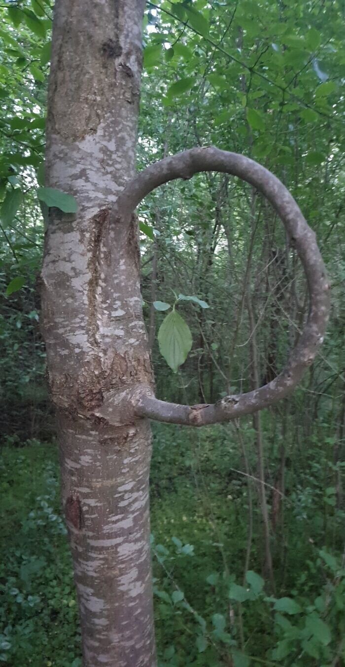 Дерево вросло само в себя