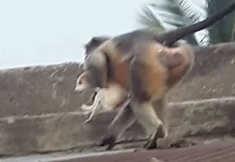 В Индии обезьяны мстят собакам