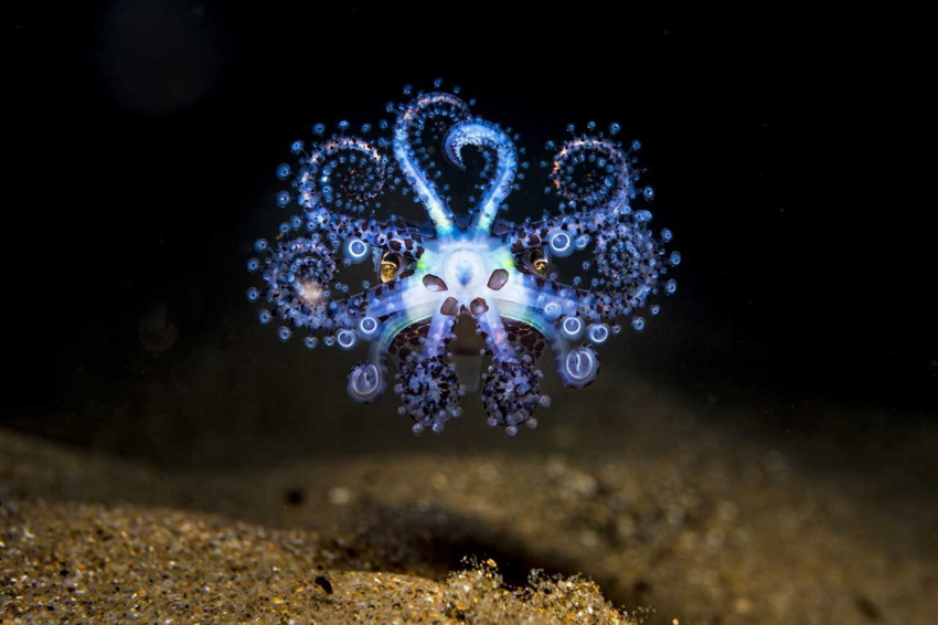 Южный осьминог-пельмень: с начинкой из светящихся бактерий
