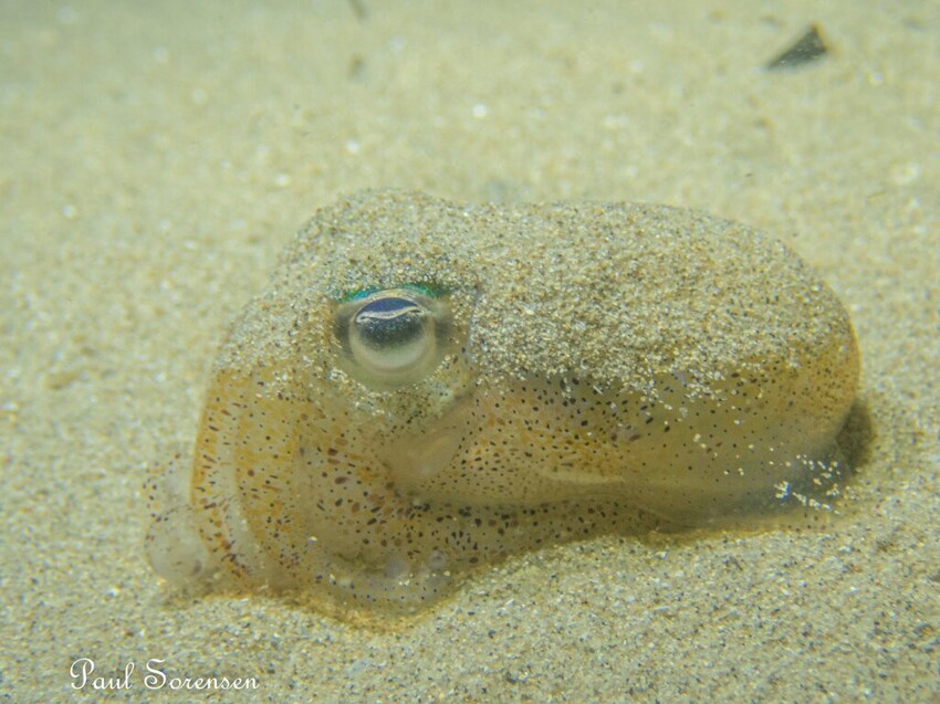 Южный осьминог-пельмень: с начинкой из светящихся бактерий