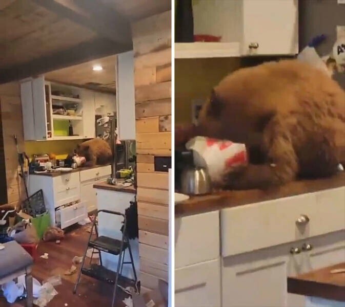 Канадец пришел домой и обнаружил, что запах пакета из KFC привлек медведя