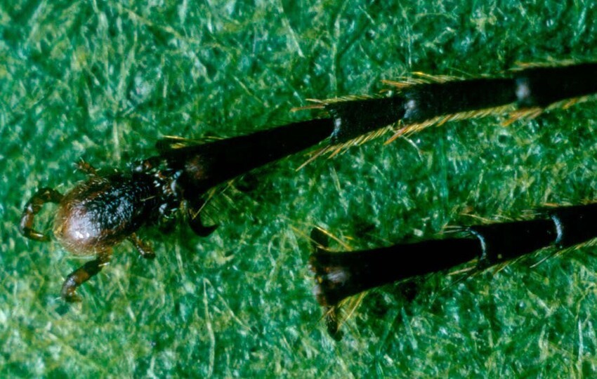 Макрохелес Реттенмейера: клещ, который заменяет муравью часть ноги