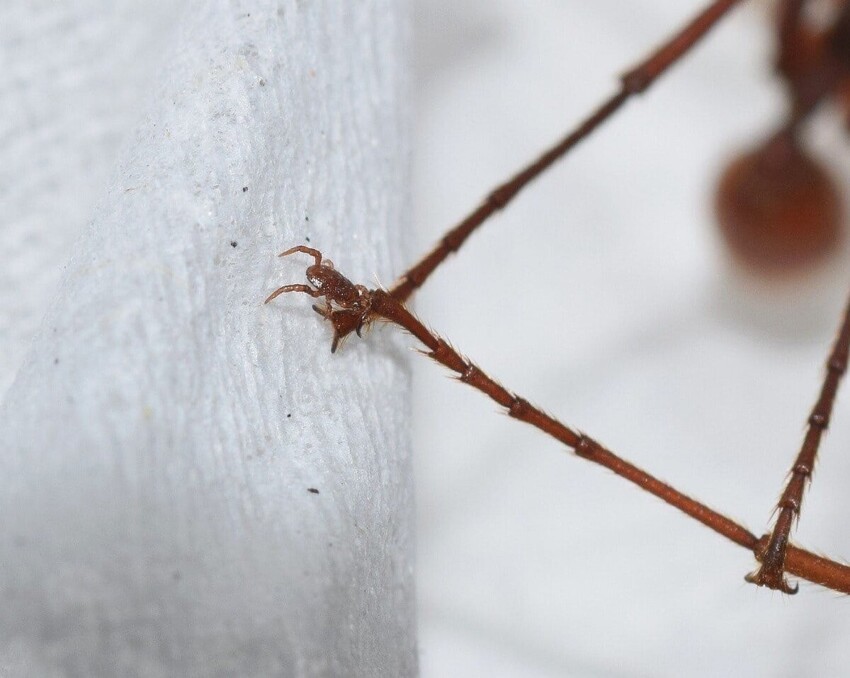 Макрохелес Реттенмейера: клещ, который заменяет муравью часть ноги