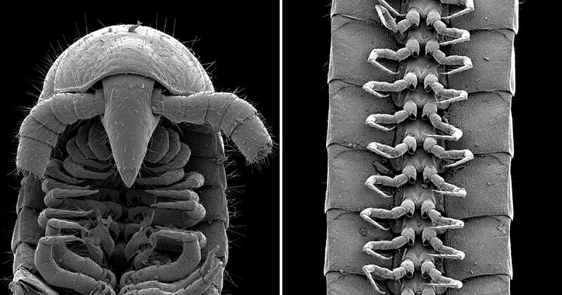 Биологи обнаружили в глубокой шахте животное с 1306 лапами (3 фото)