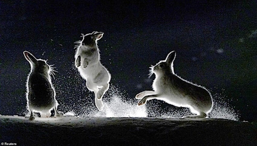 Бокс зайцев в норвежском лесу