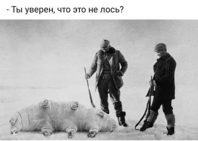 Ну и на гуся не похоже)))