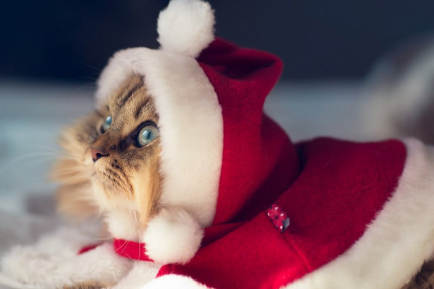 Самое милое, что вы сегодня видели: коты в новогодней одежке