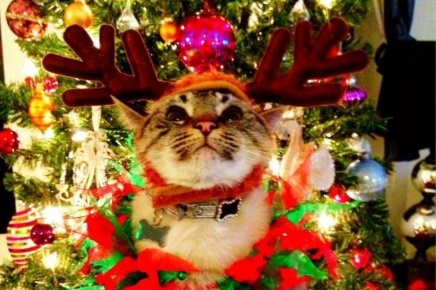 Самое милое, что вы сегодня видели: коты в новогодней одежке