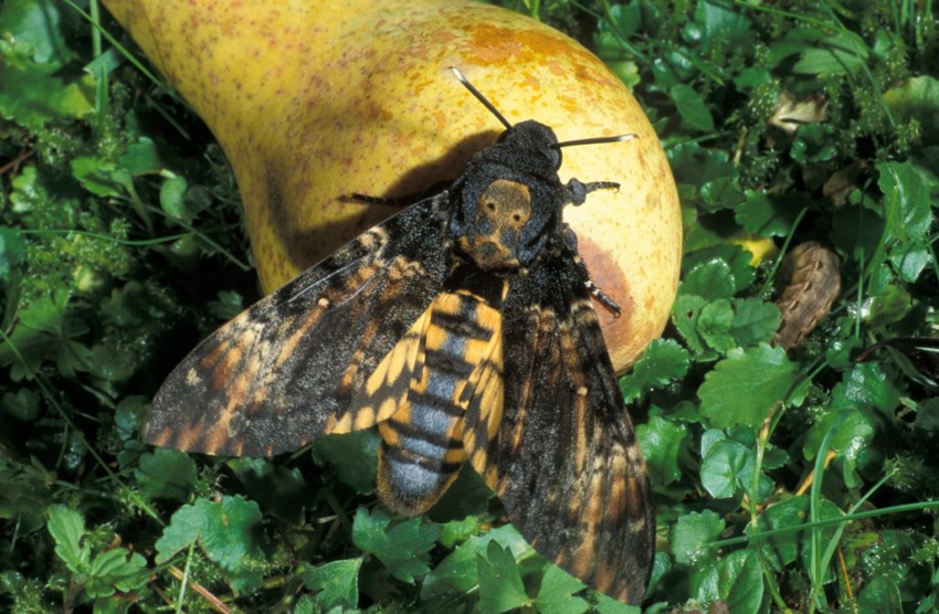 Бабочка с узором в виде черепа на спине