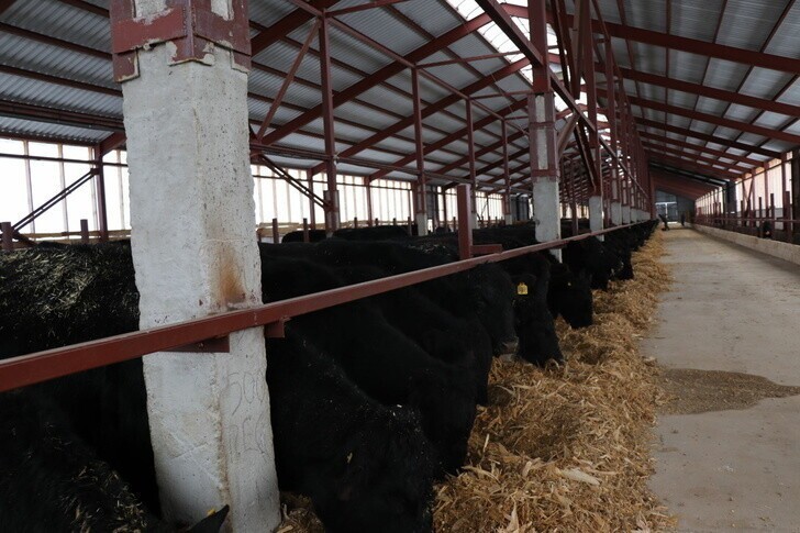 В Челябинской области открылась молочно-товарная ферма на 800 голов КРС