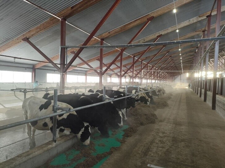 Кировский колхоз «Искра» открыл молочную ферму на 500 голов