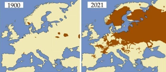 26. Карта обитания бобров в Европе, 1900 и 2021 гг.