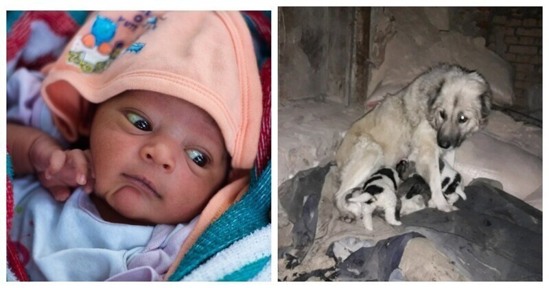 Когда бродячие собаки милосерднее родителей: история спасения новорожденной в Индии