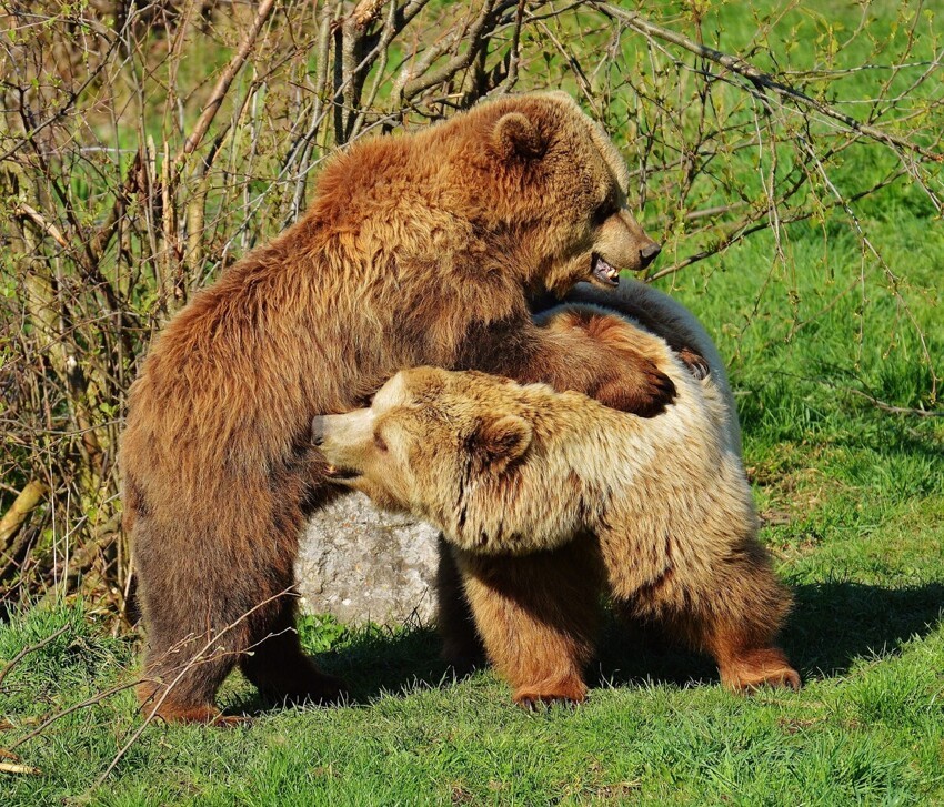 Почему медвежата всегда играют в полной тишине?