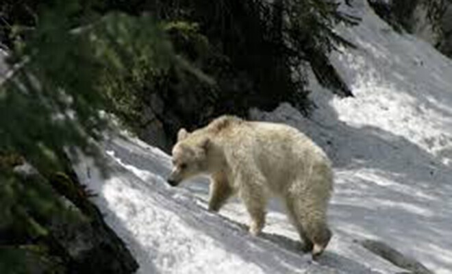 Гринписовцы перепутали гризли-альбиноса с белым медведем и отправили его на Северный Полюс
