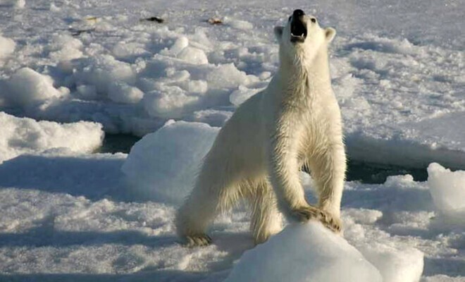 Гринписовцы перепутали гризли-альбиноса с белым медведем и отправили его на Северный Полюс