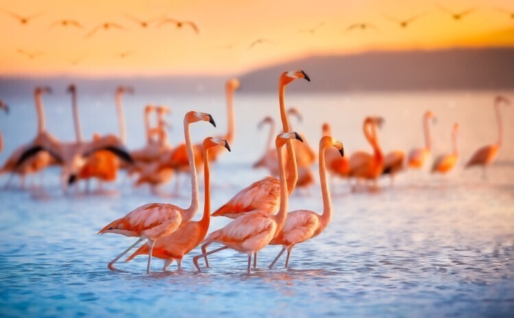 15. Фламинго могут есть только перевернув голову, в основном из-за строения клюва