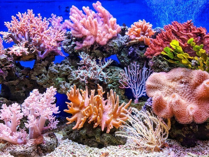 1. Есть компания, которая позволяет увековечить память о близком человеке в виде кораллового рифа
