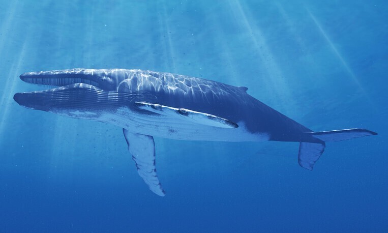 3. Язык синего кита весит больше, чем большинство слонов