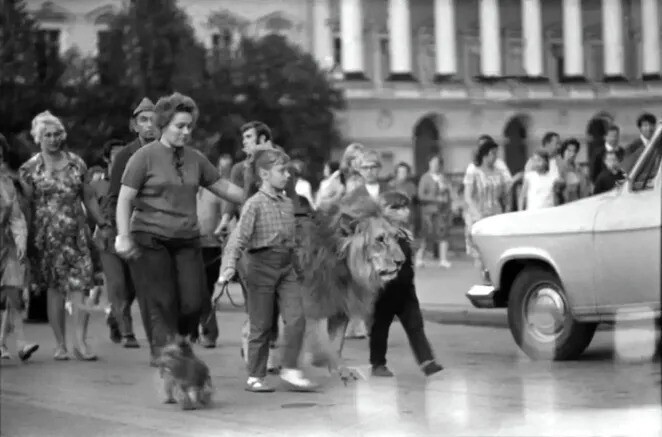 Трагическая история семьи Берберовых, которая жила со львом