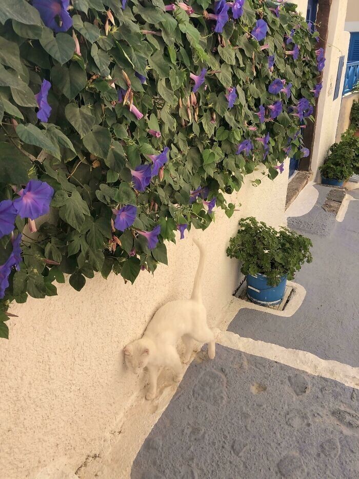 "Моя подруга нашла в Греции невидимую кошку"
