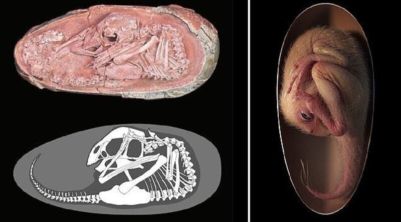 Ученые обнаружили окаменелое яйцо динозавра с идеально сохранившимся эмбрионом