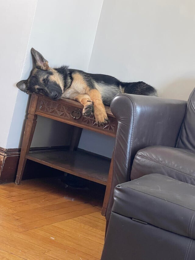 Мы увидели, что наш пёс нашёл себе новое место для сна