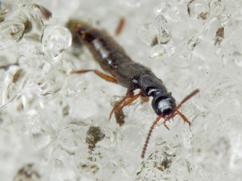 Какие существуют зимние насекомые? Их можно найти даже в лютый мороз!