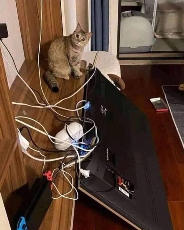 "Зашел в комнату и увидел, как мой кот расследует, кто же уронил телевизор. Он тоже в шоке!"