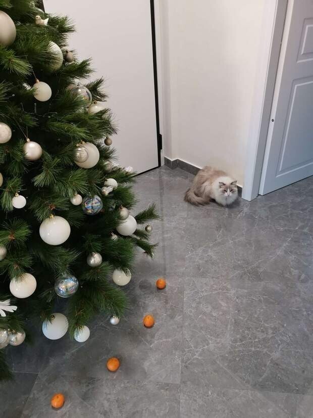 "Мой кот ненавидит мандарины, и я придумала способ защиты елки от его нападений"