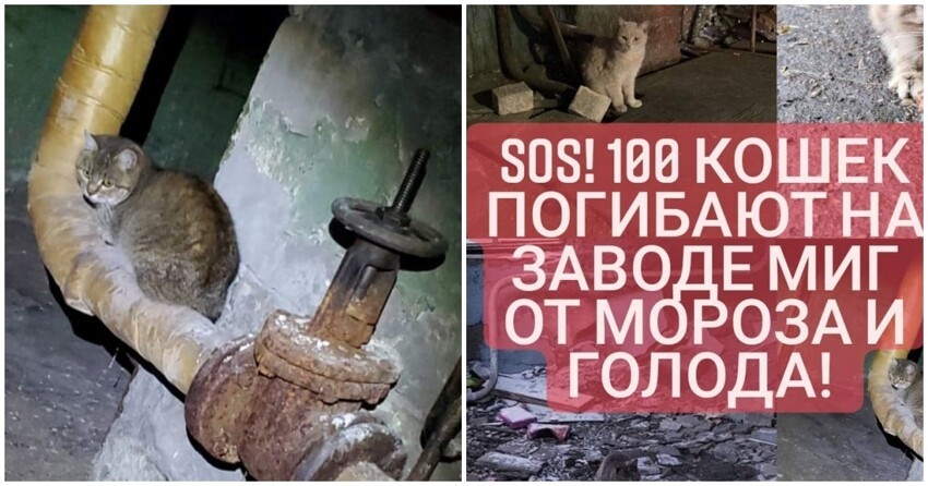 Жизни 100 кошек, обитающих на территории московского завода МиГ, висят на волоске