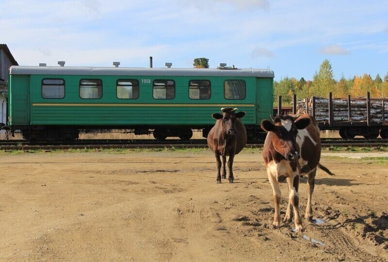 Пассажирский вагон и вагон-лесовоз на станции Санкино Алапаевской узкоколейной железной дороги