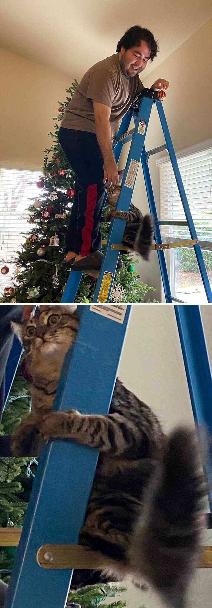 Кот пожалел о том, что решил помочь нарядить елку