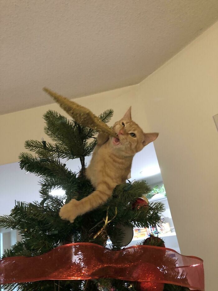 Разрушить елку - миссия каждого кота