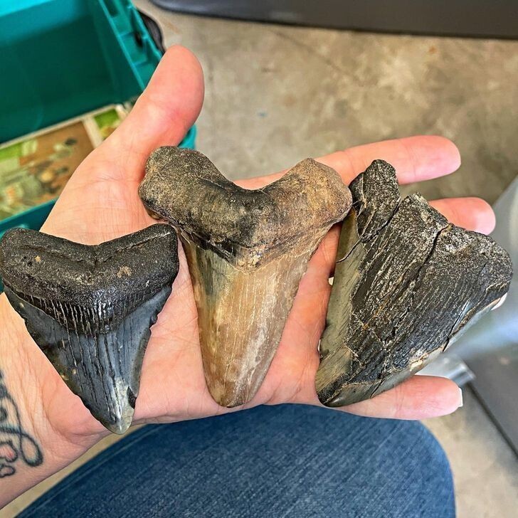 Зубы акул, найденные в заповеднике Шарк Тут Айленд, США, 50 лет назад