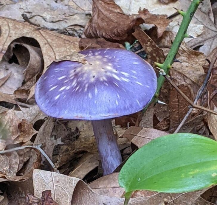 Фиолетовый гриб