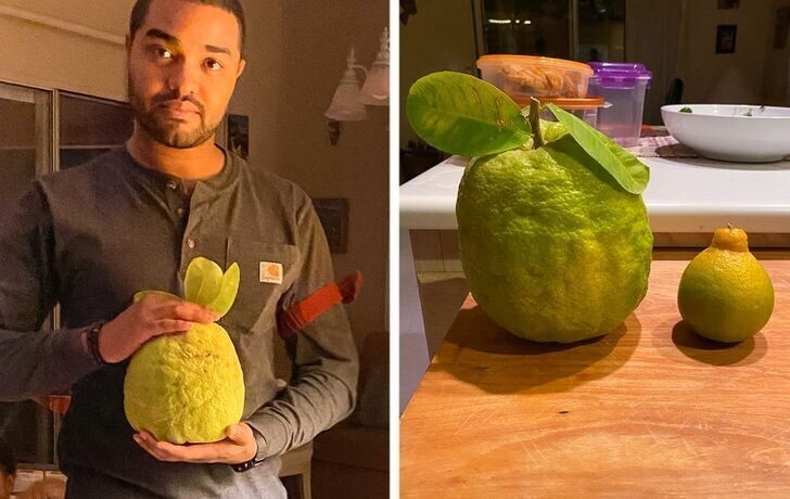"Наш лимон размером с ананас"