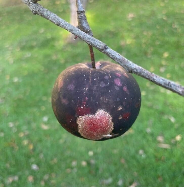"На нашем заднем дворе выросло такое инопланетное яблоко"