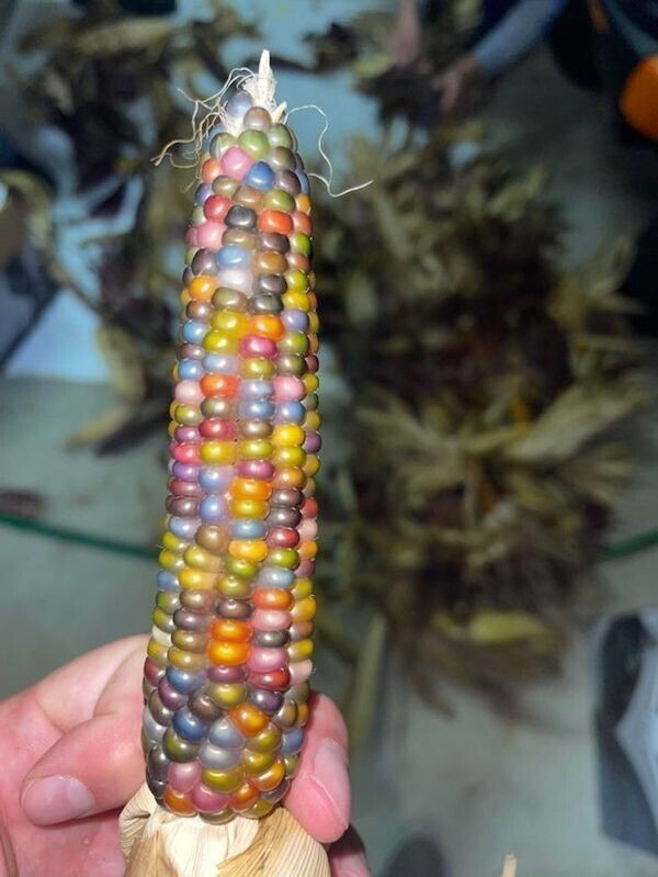 Цветная индийская кукуруза