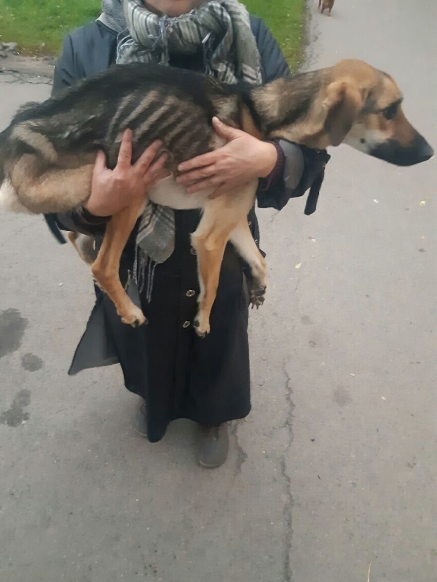 Все были в шоке от того, в насколько ужасном состоянии была собачка, даже дети понимали, что она в очень плохой форме