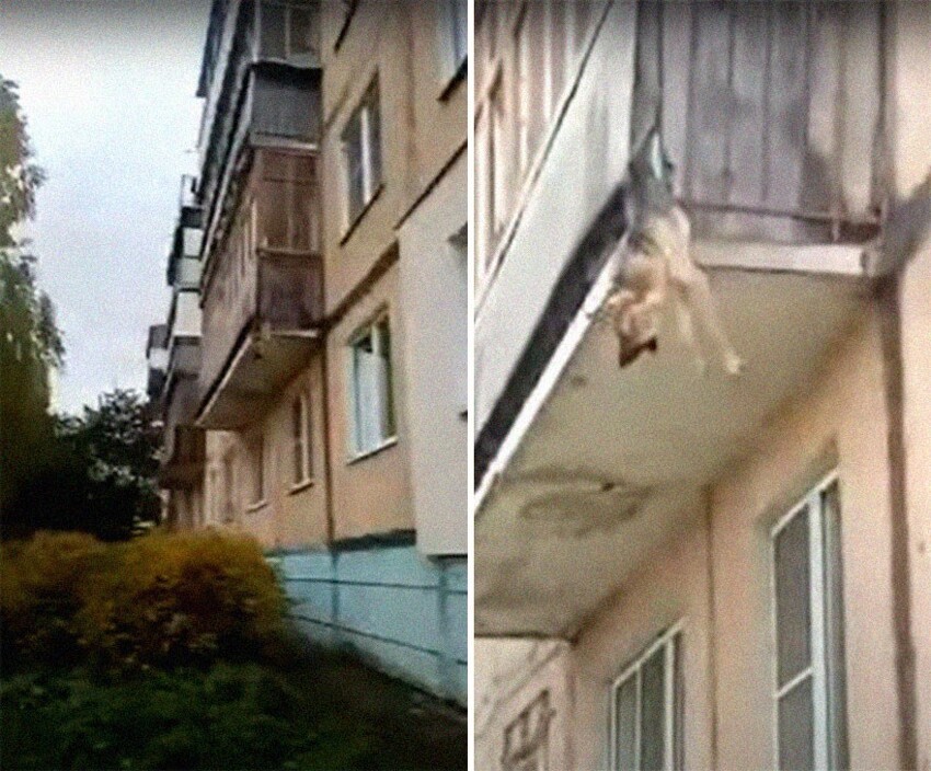 Не понятно, кто увидел ее первый, но кто-то заметил собаку, свисающую с балкона в Тутаеве, Россия