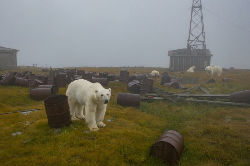 Как фотограф снял уникальные фото белых медведей