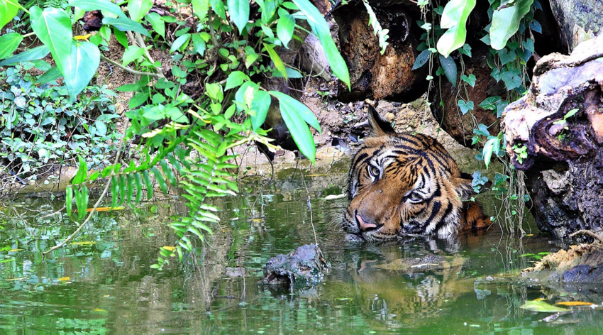 Малайский тигр: Самый маленький тигр. Эта кроха уступает в размерах своим обычным сородичам почти в 2 раза!