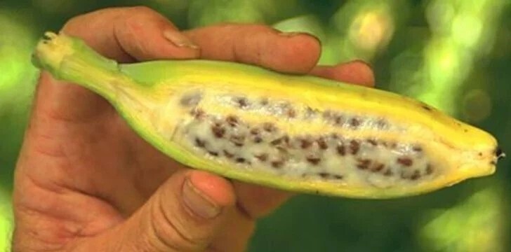 В натуральных бананах есть семена.